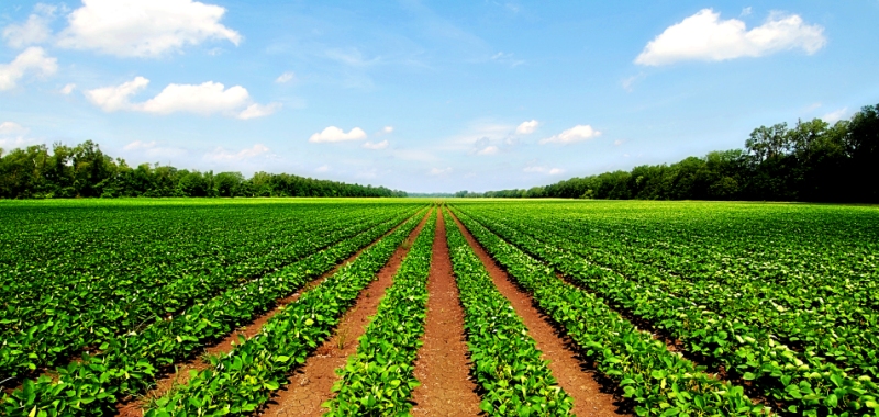 هل الروبوتات الزراعية هي مستقبل الزراعة؟